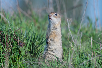 Naklejka na ściany i meble Ground squirrel Spermophilus pygmaeus. The animal hides in the grass next to its burrow