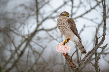 Bird Euarsian sarrowhawk, Accipiter nisus Close up