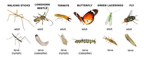 Walking sticks, longhorn beetle, termite, fly, green lacewings, butterfly. Adult insects and their...