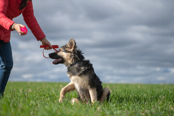 A girl plays with a dog in a field in spring.