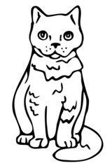 Fototapeta na wymiar Vector illustration of black and white cat. Isolated cat.