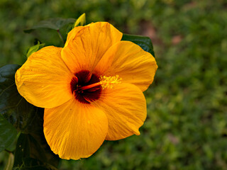 Obraz premium Yellow hibiscus in the evening 