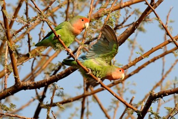 Rosenköpfchen Paar (Agapornis roseicollis) in Namibia.