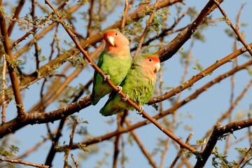 Rosenköpfchen Paar (Agapornis roseicollis) in Namibia.