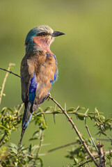 Lilac-breasted Roller - Coracias caudatus, beautiful colored bird from African bushes and savannahs, Amboseli, Kenya.