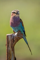 Lilac-breasted Roller - Coracias caudatus, beautiful colored bird from African bushes and savannahs, Amboseli, Kenya.