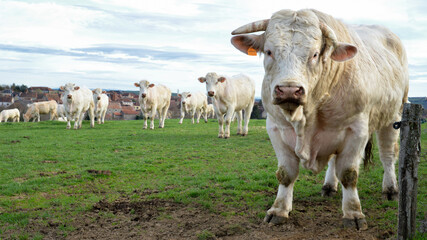 Beautiful and powerful Charolais bull in a cow herd