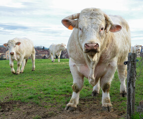 Beautiful and powerful Charolais bull in a cow herd