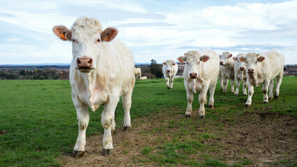 A herd of Charolais cows in a field, in the countryside.