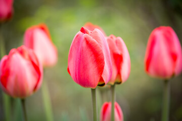 Tulpen