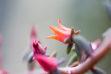 Sukkulenten im Gew&auml;chshaus
