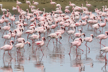 Flamboyance of Lesser Flamingos, Walvis Bay, Namibia