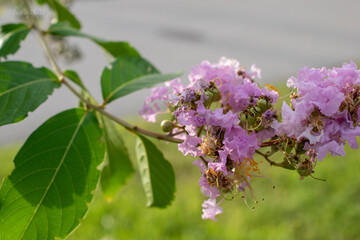 bee on flower