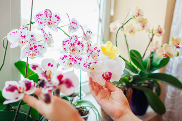 Woman enjoys orchid flowers on window sill. Girl taking care of home plants. White with purple dots, yellow blooms