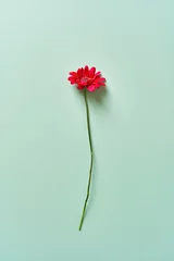 Foto auf Acrylglas Antireflex Chrysanthemum flower on a gentle green background © Kate