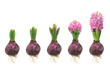Growth stages of a pink hyacinth from flower bulb to blooming flower isolated on white