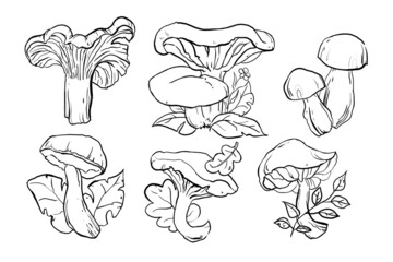 hand drawn illustration of a mushroom