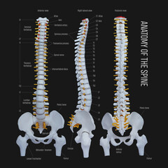Anatomy of the spine .Human spine with names of sections.