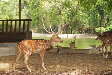 Wild South Texas Axis, Chital, or spotted Deer Buck.