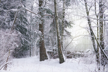 Winter snow forest. Spruce and birch trees. Old fence