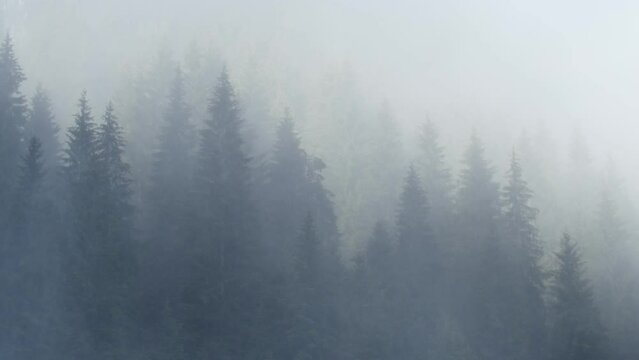 Panning over a forest covered in fog