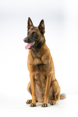 Shepherd dog sitting isolated on white background