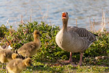 Very Angry Greylag Goose. Greylag goose anser anser hissing to protect flock.