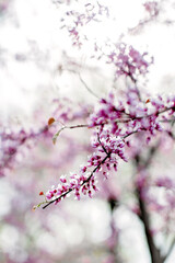 Pink flowers on a branch of a blooming rose tree