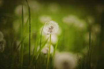 Beautiful white fluffy dandelion flowers bloom in a meadow among green grass in summer. Nature.