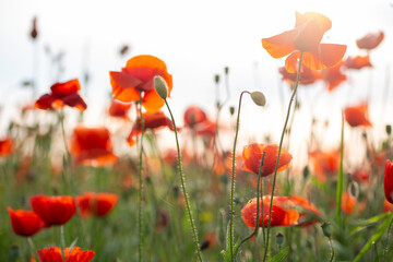 Mohnblumen in der Abendsonne
