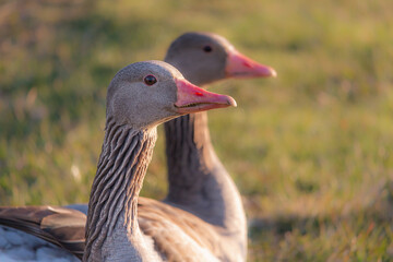 Fototapeta premium Greylag goose and goslings. Sits on the grass