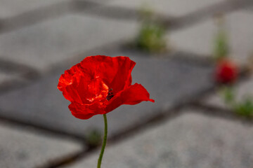 Einsame Mohnbl&uuml;te