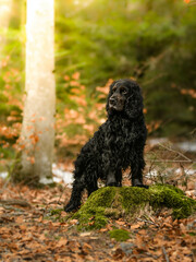 Cocker spaniel noir dans les bois