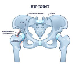 Hip joint structure with anatomical bone parts description outline concept. Labeled educational scheme with human sacrum, ilium, femoral head, joint capsule and femur thighbone vector illustration. - obrazy, fototapety, plakaty