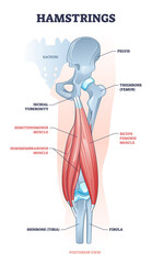 Hamstring posterior muscle anatomy with bones and ligaments outline diagram. Labeled educational scheme with leg body part from medical view vector illustration. Semimembranosus and semitendimosus. - obrazy, fototapety, plakaty