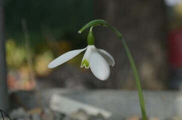 Autumn blooming snowdrop, scientific name Galanthus reginae-olgae