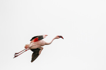 Fototapeta premium Flying Lesser Flamingos, Walvis Bay, Namibia
