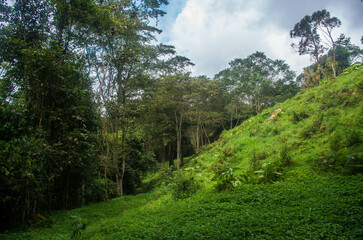 Fototapeta na wymiar La forêt amazonienne en Colombie