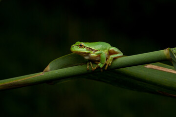 Hyla arborea - Laubfrosch
