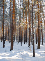 Winter landscape in Central Siberia