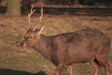 Red deer - Kronhjort - Cervus elaphus walks on a path in forest near distance