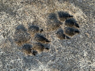 dog tracks on the sand 