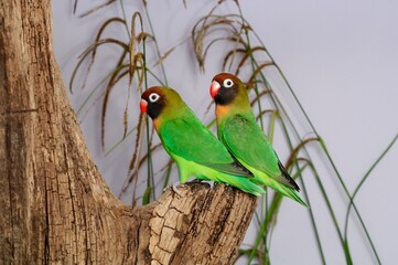 Rußköpfchen Paar (Agapornis nigrigenis) in einer Voliere.
