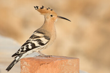Portrait of Eurasian Hoopoe or Common Hoopoe (Upupa epops) sits on stone. Birdwatching in Ukraine.