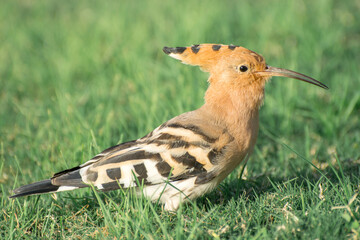 Bird life. Eurasian Hoopoe or Common Hoopoe (Upupa epops) goes on green grass and catches larvae. © imartsenyuk