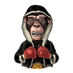 Monkey boxer dressed in robe, gloves and champion belt. Vintage engraving