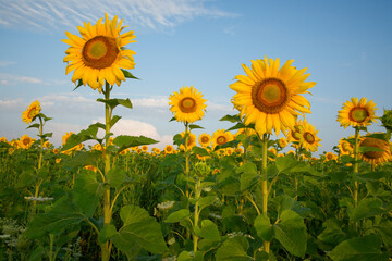 Blooming sunflowers against blue sky
