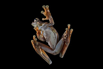 Frog seen from below