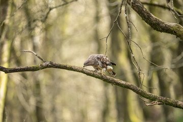 Buzzard perched on the branch of a tree ready to swoop, in a forest in Scotland, uk in the spring