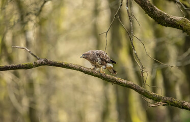 Buzzard perched on the branch of a tree in a forest in Scotland, uk in the spring